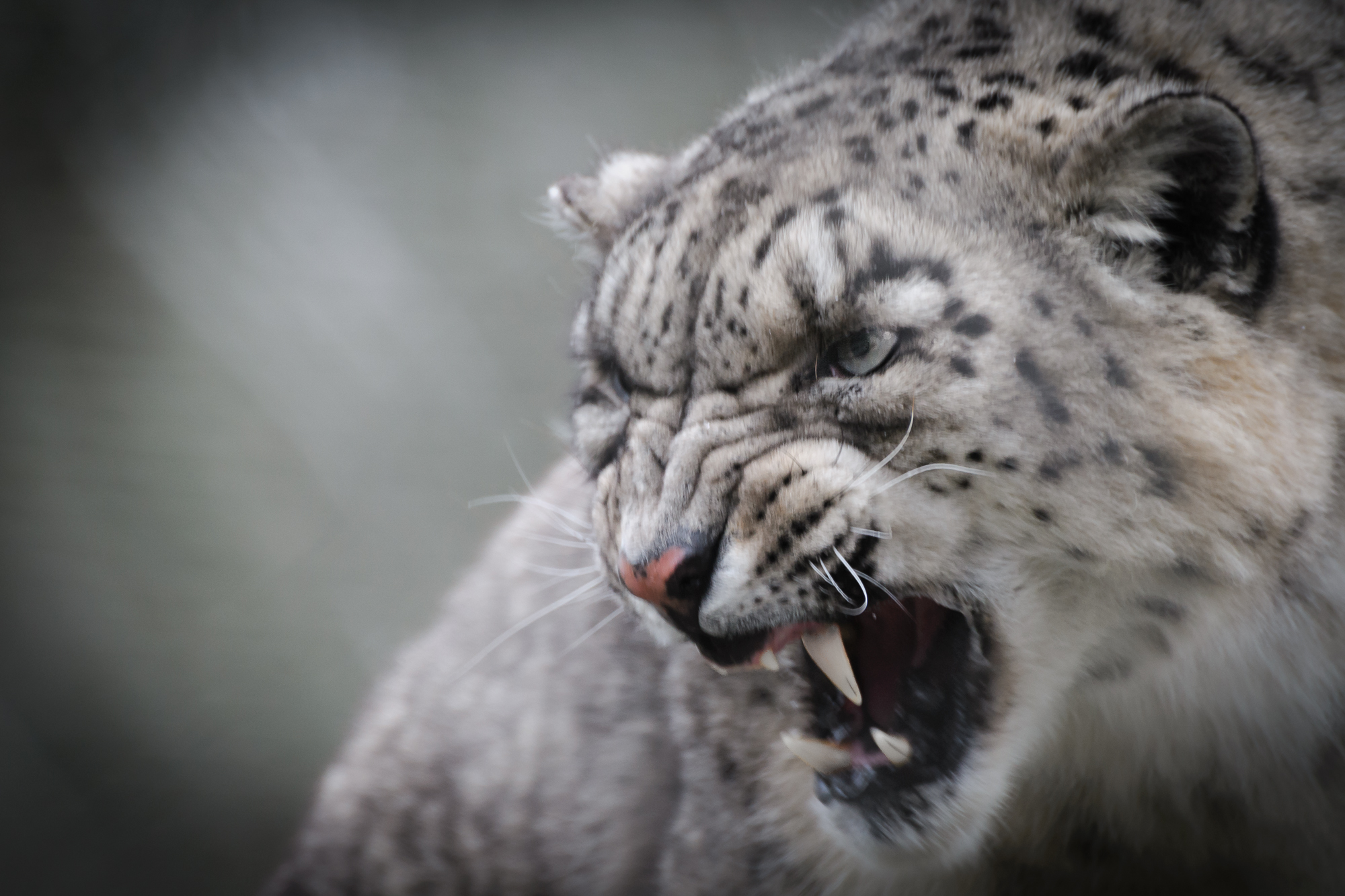Snow leopard on a rocky slope in winter Spiti